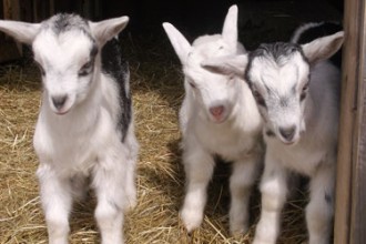 Baby Goats
